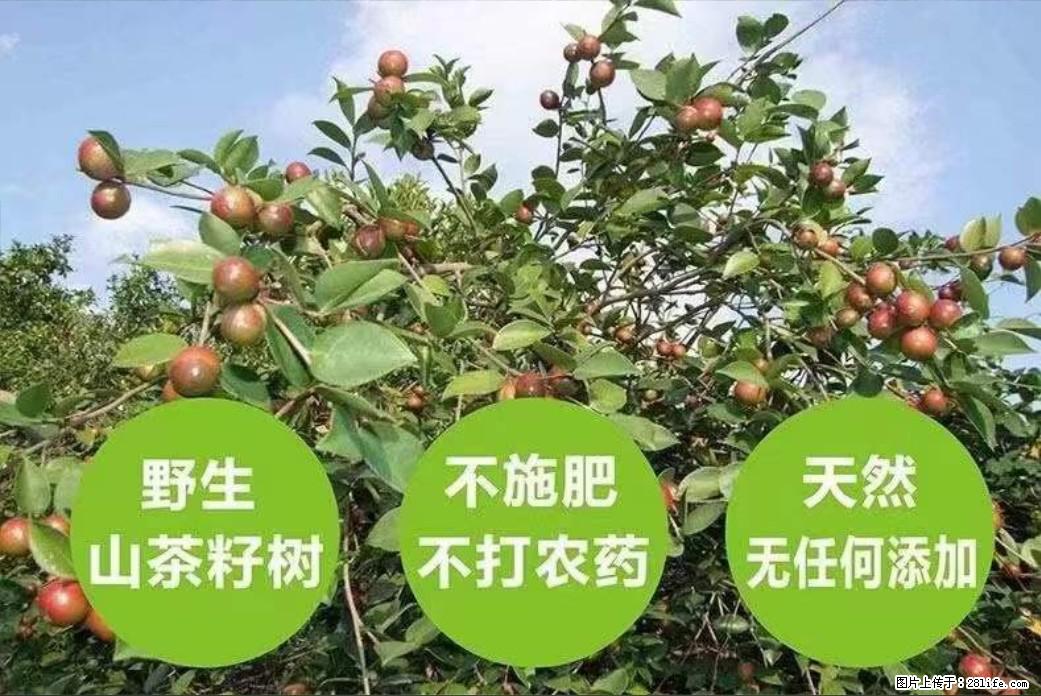 【灌阳县油茶产业示范区】一个有着充实的精神生活的人,对待身外之物自会有一种淡泊的态度 - 土特产 - 饮食特产 - 澳门分类信息 - 澳门28生活网 am.28life.com