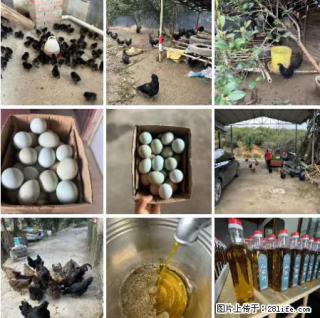 油茶园从小鸡仔开始养起的纯土鸡、土鸡蛋可以预定啦!还有前几天刚榨的纯山茶油哦 - 澳门28生活网 am.28life.com