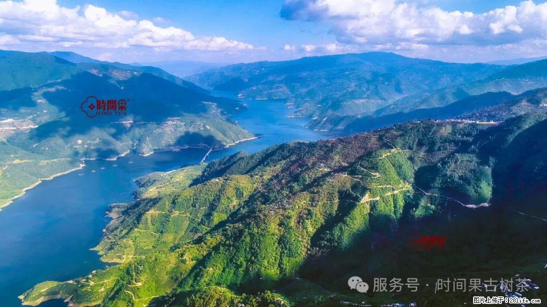 时间果百年古树龙珠普洱生茶 - 购物交流 - 澳门生活社区 - 澳门28生活网 am.28life.com