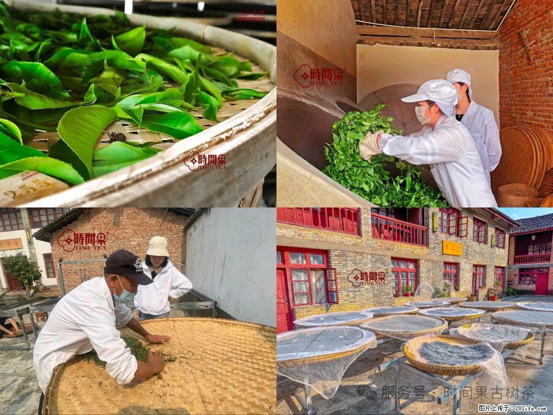 时间果百年古树龙珠普洱生茶 - 购物交流 - 澳门生活社区 - 澳门28生活网 am.28life.com