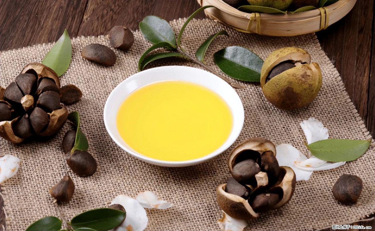 揭秘茶油的5大核心营养成分！被称为人体健康的“守护盾”！ - 澳门生活资讯 - 澳门28生活网 am.28life.com