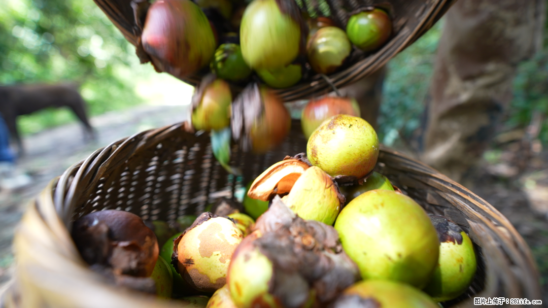 揭秘茶油的5大核心营养成分！被称为人体健康的“守护盾”！ - 澳门生活资讯 - 澳门28生活网 am.28life.com