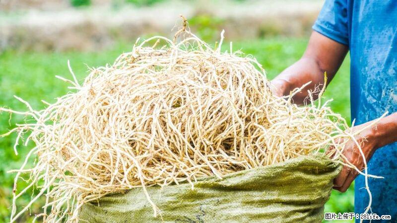 堪称“最难吃”的蔬菜,却是 “抗辐射神器”,还能护肺、清热、止咳化痰! - 澳门生活资讯 - 澳门28生活网 am.28life.com