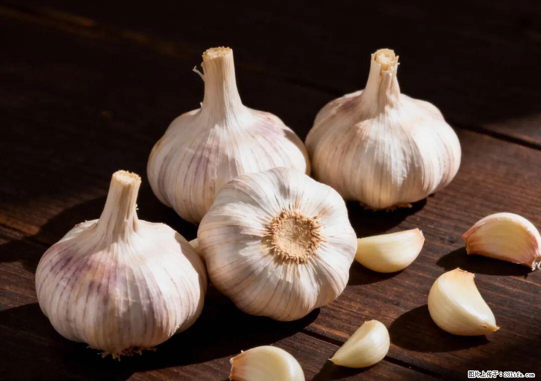 关于大蒜,除了“天然抗生素”,这4个谣言更该警惕! - 澳门生活资讯 - 澳门28生活网 am.28life.com