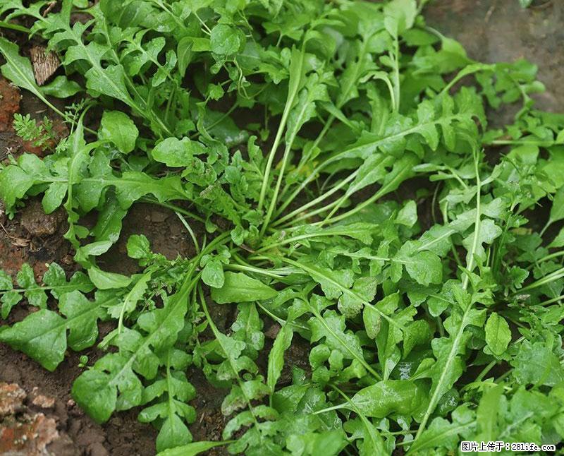 这些蔬菜是“天然钙片”，这6种被医生重点推荐 - 澳门生活资讯 - 澳门28生活网 am.28life.com