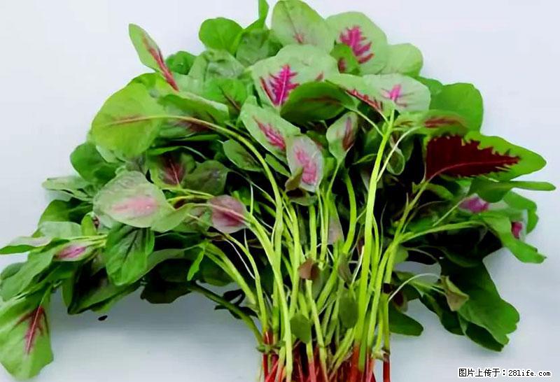 这些蔬菜是“天然钙片”，这6种被医生重点推荐 - 澳门生活资讯 - 澳门28生活网 am.28life.com