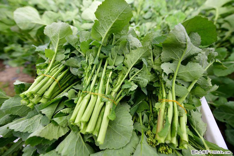 这些蔬菜是“天然钙片”，这6种被医生重点推荐 - 澳门生活资讯 - 澳门28生活网 am.28life.com